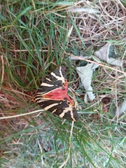 Euplagia quadripunctaria