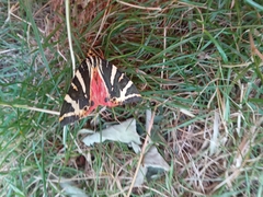 Euplagia quadripunctaria