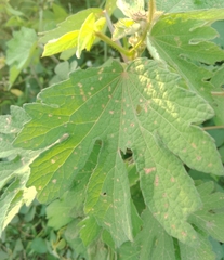 Magnoliopsida