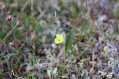 Papaver macounii discolor