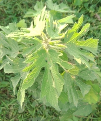 Magnoliopsida