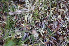 Papaver macounii discolor