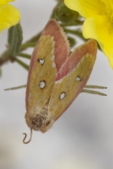 Derrima stellata