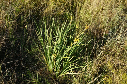 Image of Iris spuria by (c) Patrick Hacker, some rights reserved (CC BY)