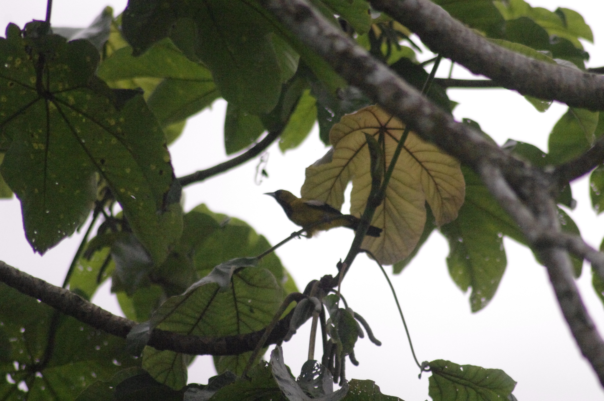 Jamaican Oriole (Icterus leucopteryx), photo 8
