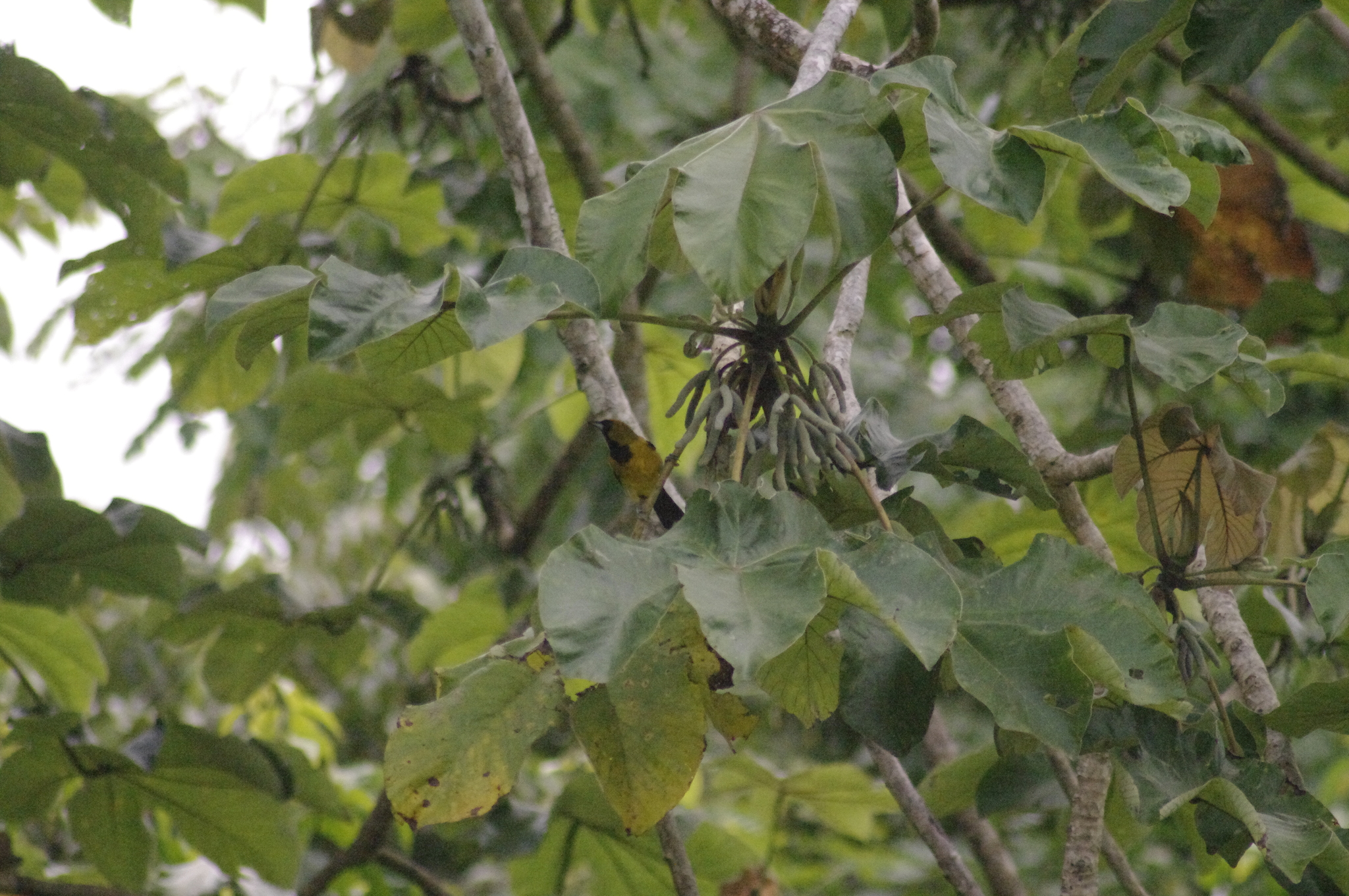 Jamaican Oriole (Icterus leucopteryx), photo 9