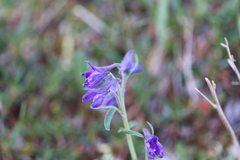 Delphinium brachycentrum