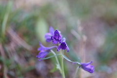 Delphinium brachycentrum