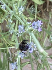 Bombus humilis