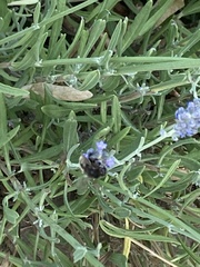 Bombus humilis