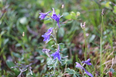 Delphinium brachycentrum