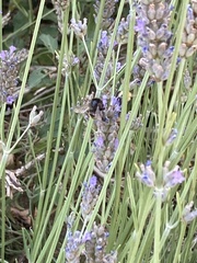 Bombus humilis