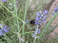 Bombus humilis
