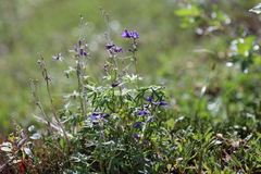 Delphinium brachycentrum