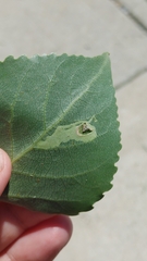 Stigmella