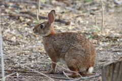 Sylvilagus graysoni