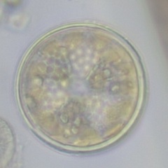 Actinoptychus senarius