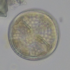 Actinoptychus senarius