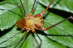 Ventrivomer ancyrophorus