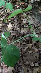 Arisaema triphyllum