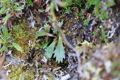 Micranthes razshivinii