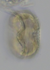 Actinoptychus senarius
