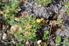 Potentilla biflora