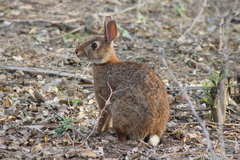 Sylvilagus graysoni