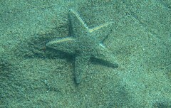 Astropecten jonstoni