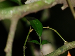 Swartzia simplex grandiflora
