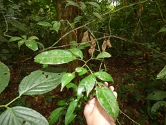 Swartzia simplex grandiflora