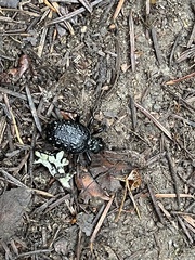 Cychrus tuberculatus