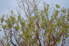 Cardinalis cardinalis mariae