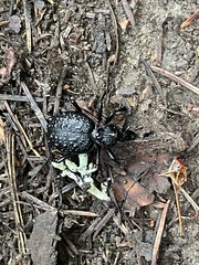 Cychrus tuberculatus