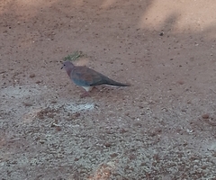 Streptopelia senegalensis