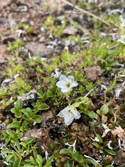 Cherleria arctica
