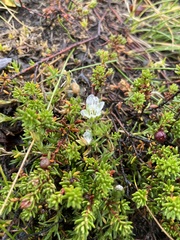 Cherleria arctica