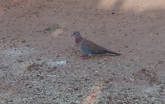 Streptopelia senegalensis