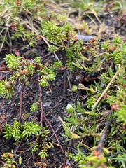 Cherleria arctica