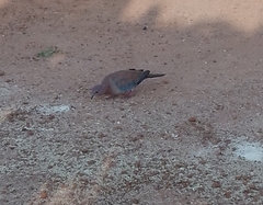 Streptopelia senegalensis