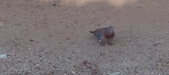 Streptopelia senegalensis