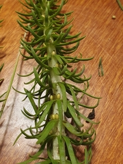 Hippuris vulgaris