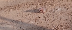 Streptopelia senegalensis