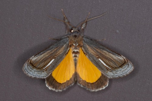 Gerrodes minatea Dyar, 1912