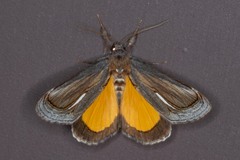 Gerrodes minatea