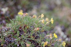 Potentilla biflora