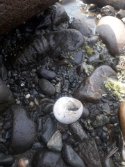 Calliostoma zizyphinum