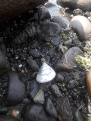 Calliostoma zizyphinum