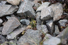 Draba fladnizensis