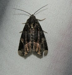 Homophoberia apicosa